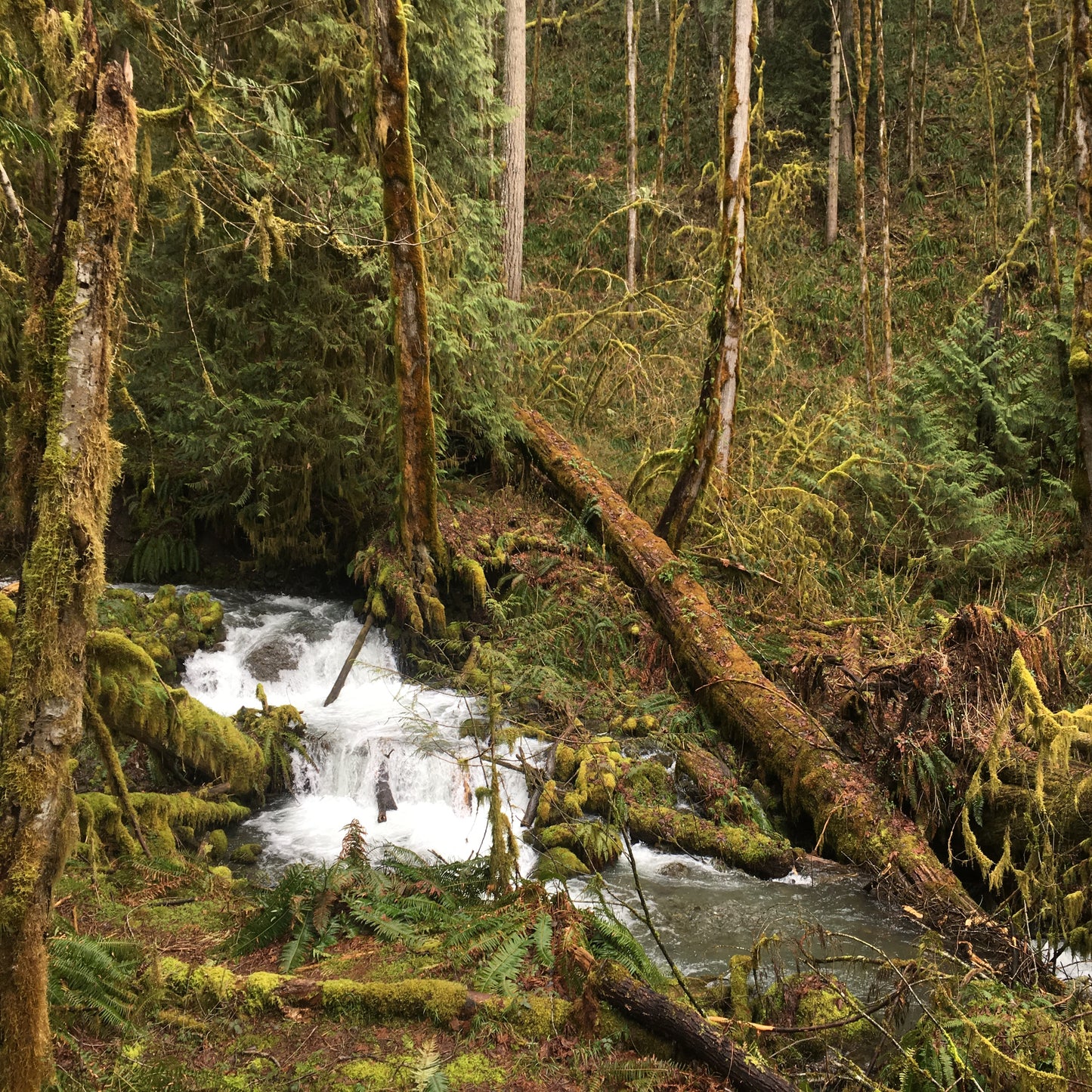 Old Sauk Trail – 12x12 Canvas Wrap